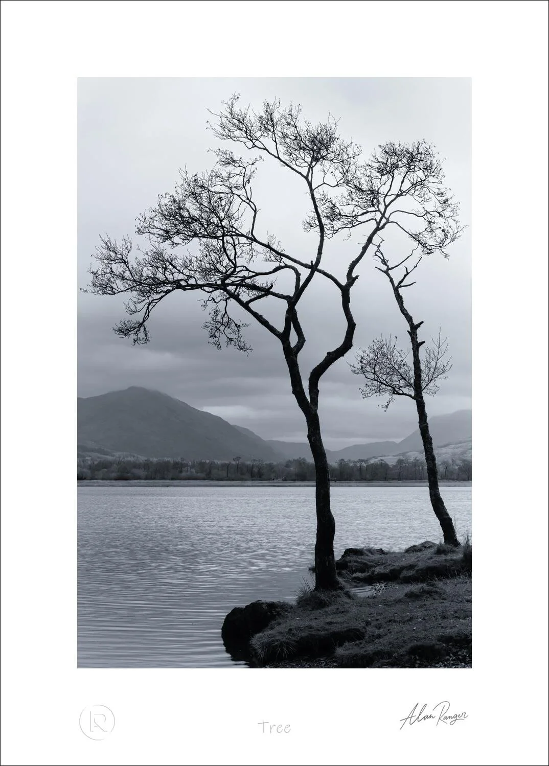 Tree.jpg