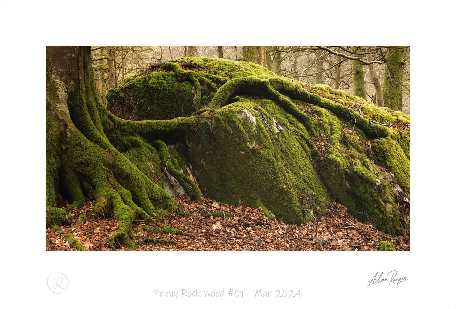 Penny Rock Wood #01 - Mar 2024.jpg