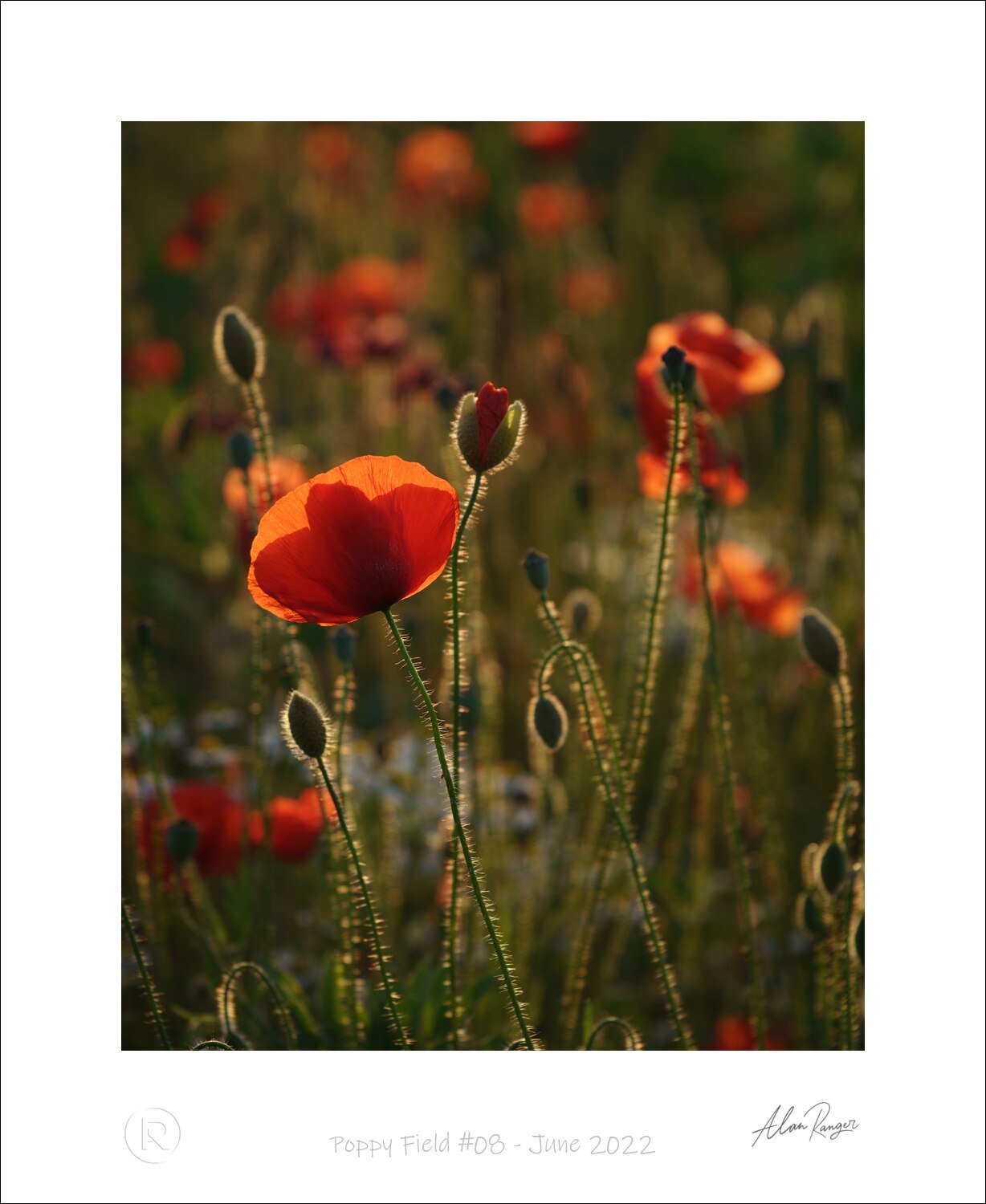 Poppy Field #08 - June 2022.jpg