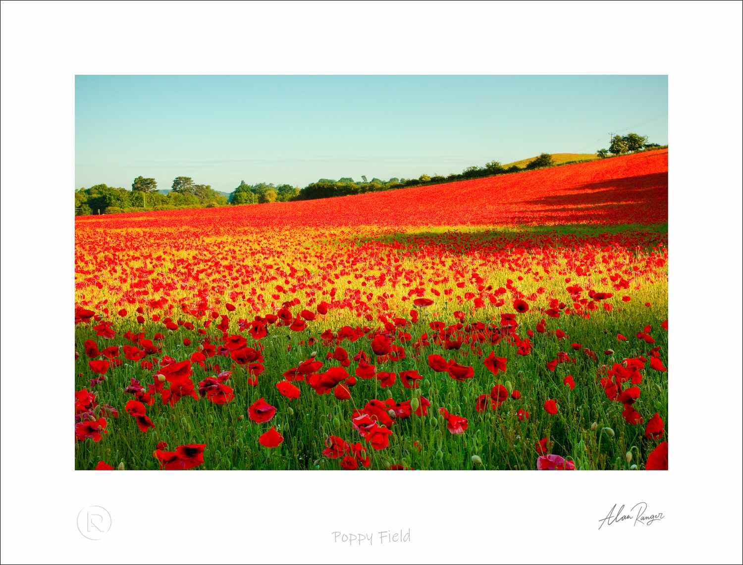 Poppy Field.jpg