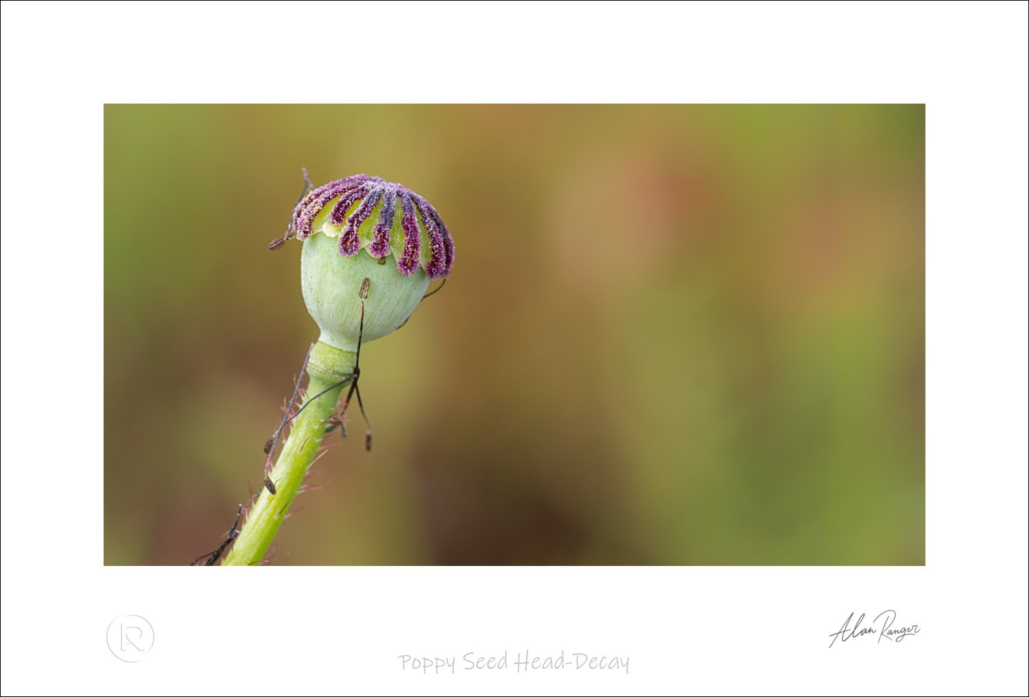 Poppy Seed Head-Decay.jpg