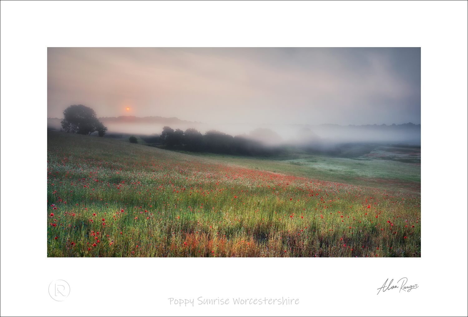 Poppy Sunrise Worcestershire.jpg