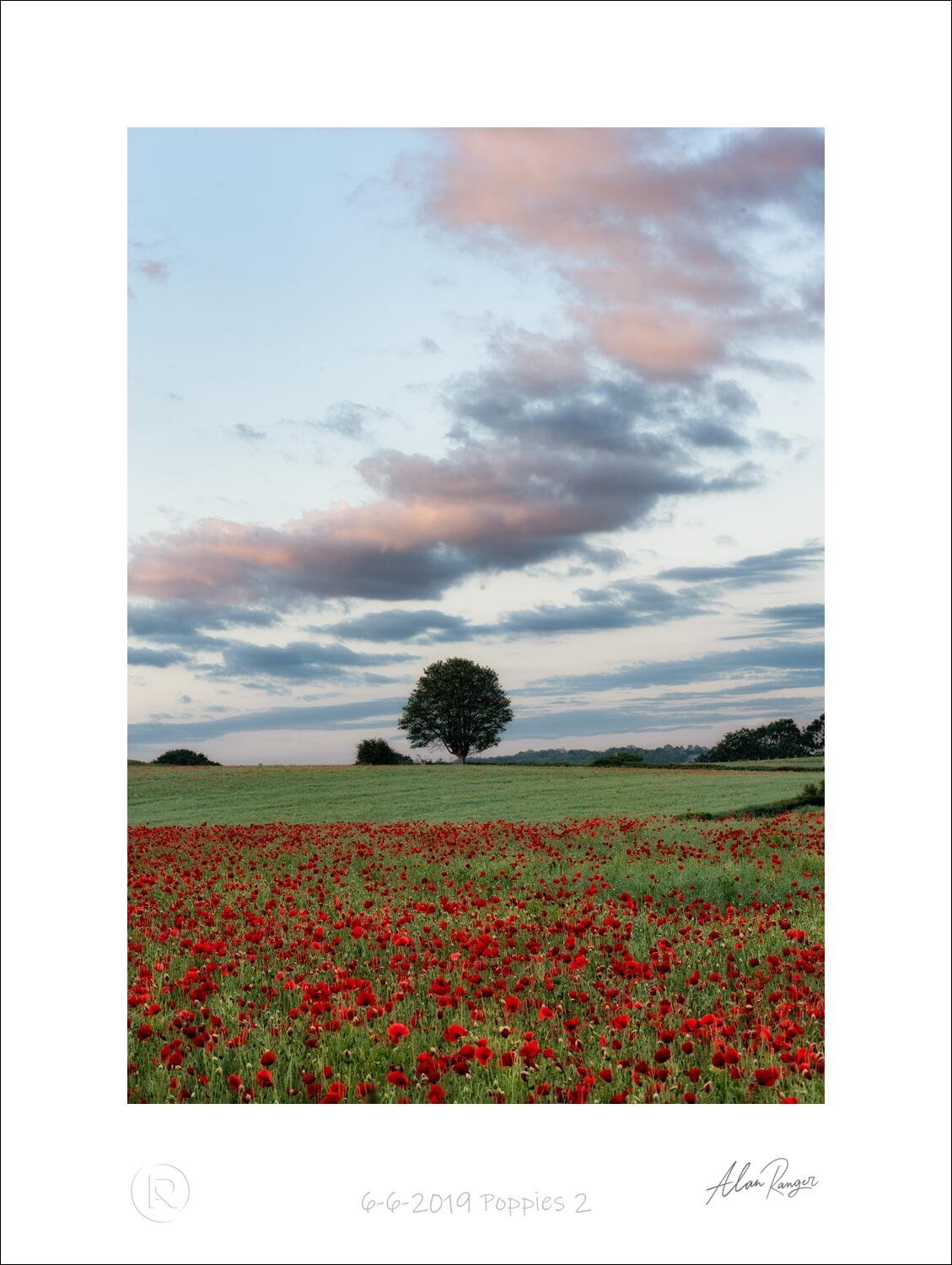 6-6-2019 Poppies 2.jpg