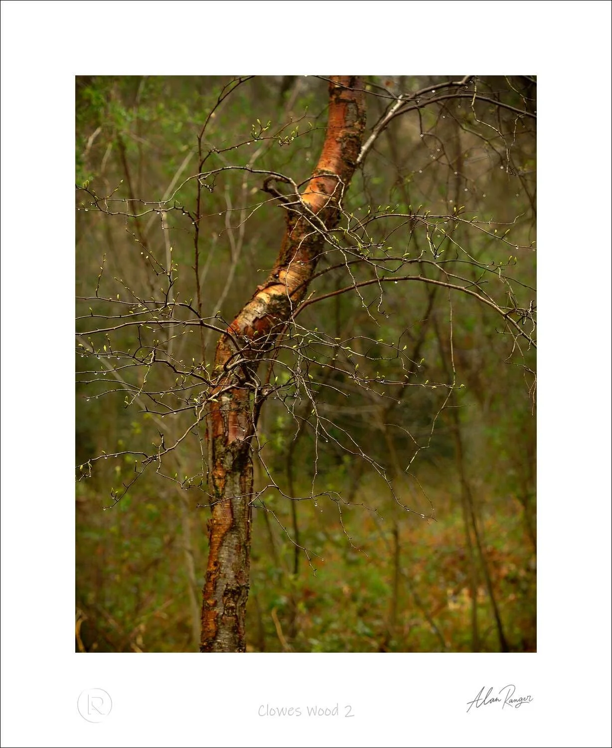 Clowes Wood 2.jpg
