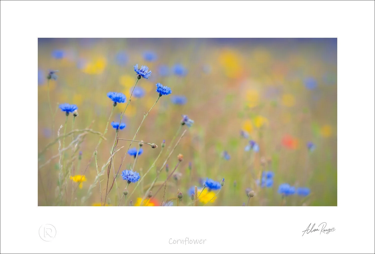 Cornflower.jpg