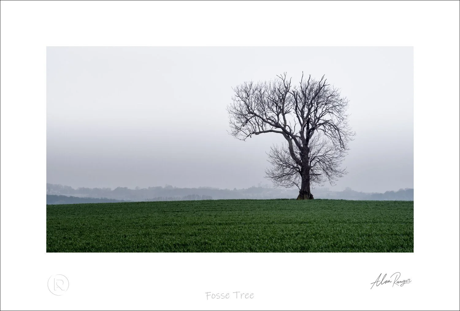 Fosse Tree.jpg