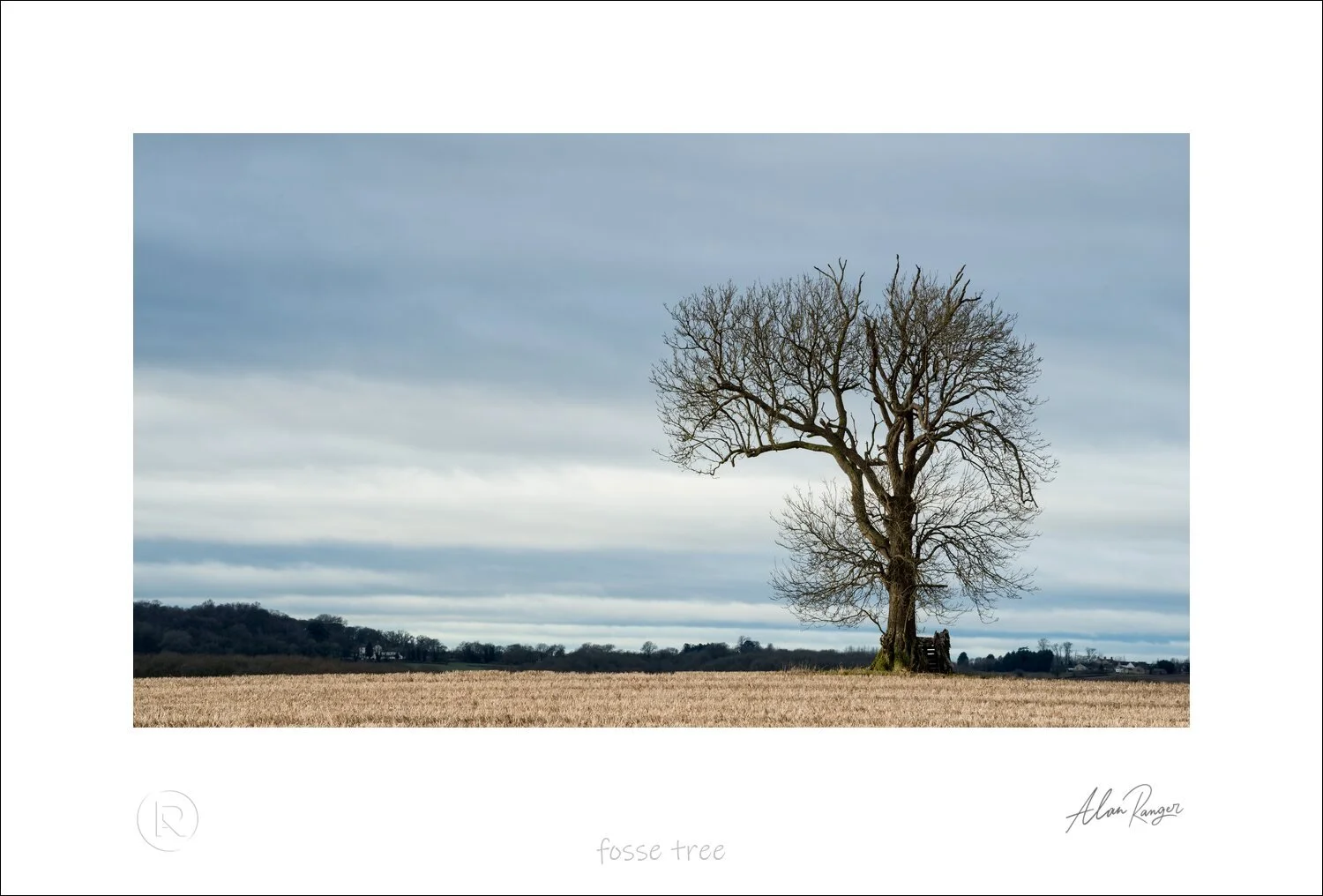 fosse tree-2.jpg