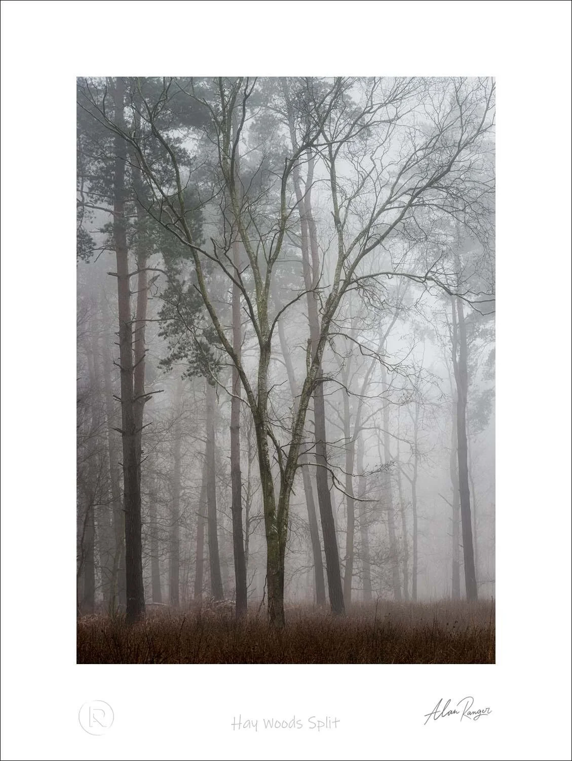 Hay Woods Split.jpg