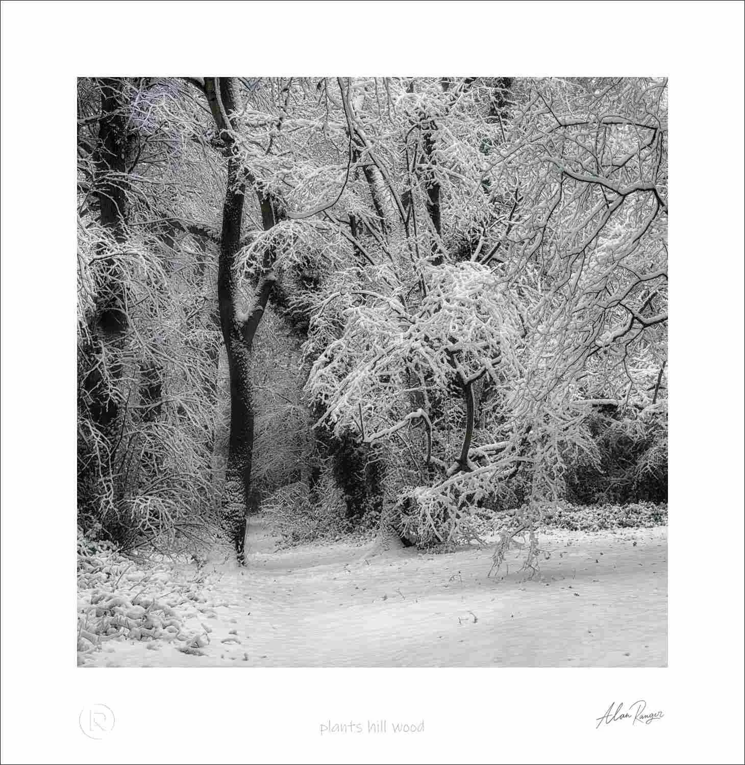 plants hill wood.jpg