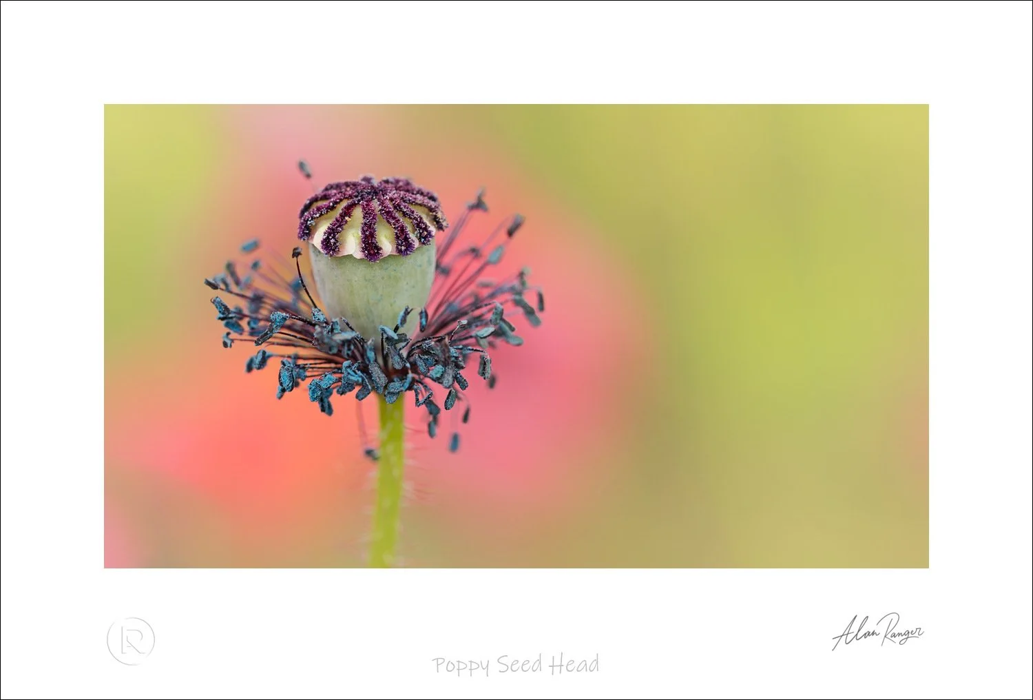 Poppy Seed Head.jpg