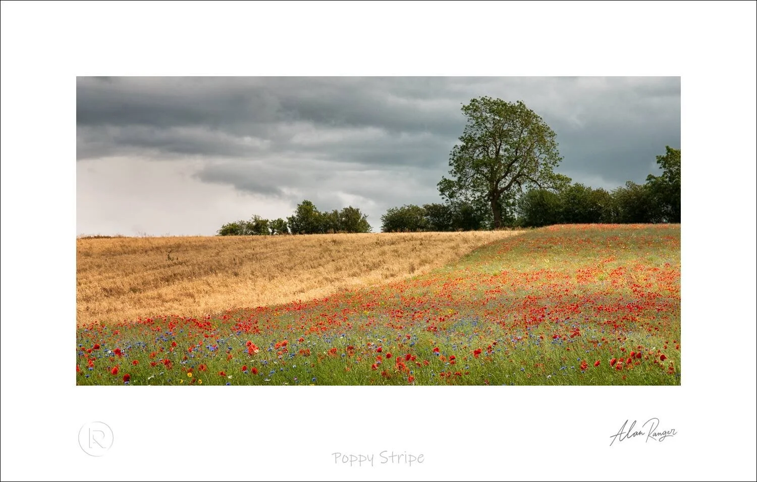 Poppy Stripe.jpg