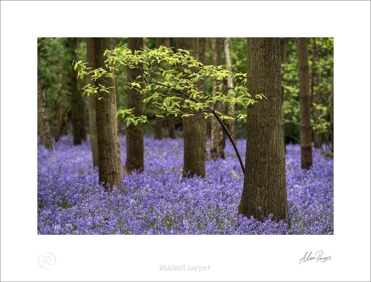 bluebell carpet.jpg