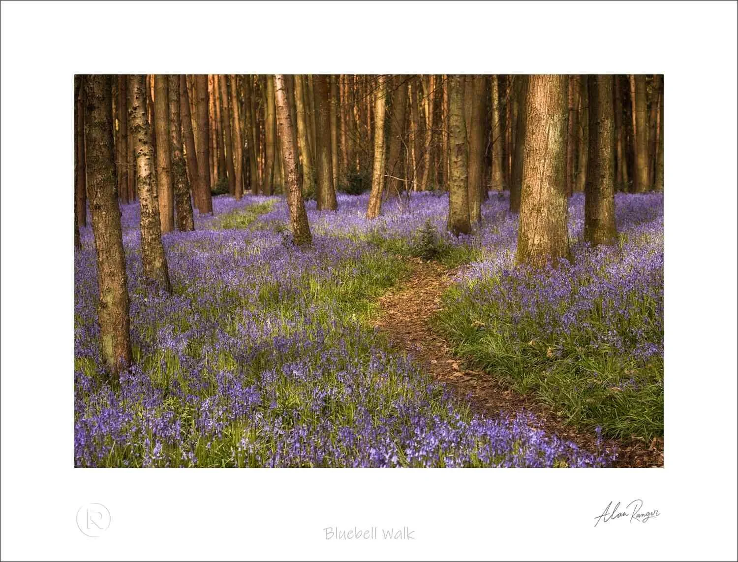 Bluebell Walk.jpg
