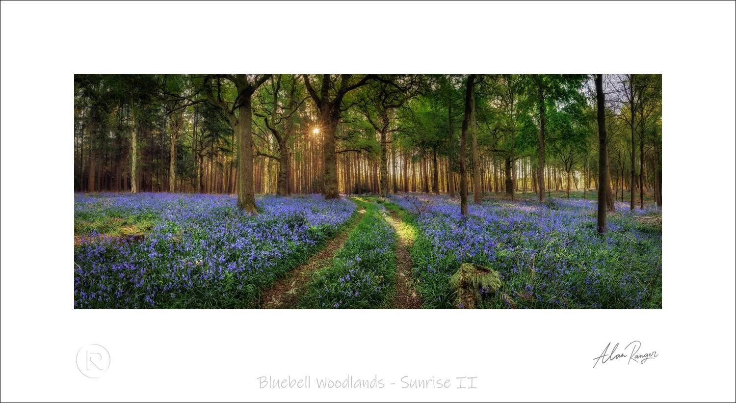Bluebell Woodlands - Sunrise II.jpg