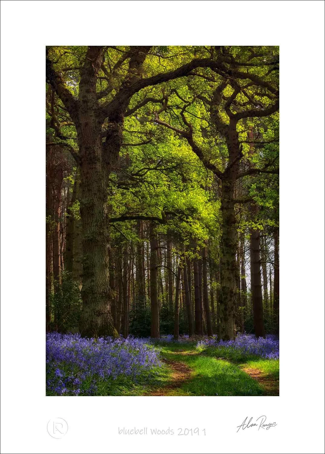 bluebell Woods 2019 1.jpg