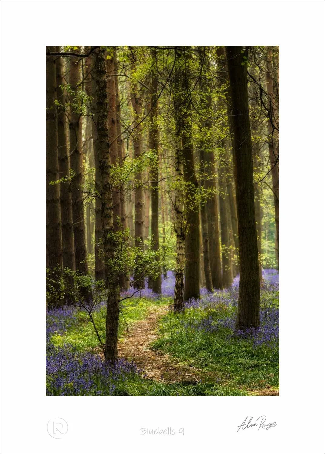 Bluebells 9.jpg