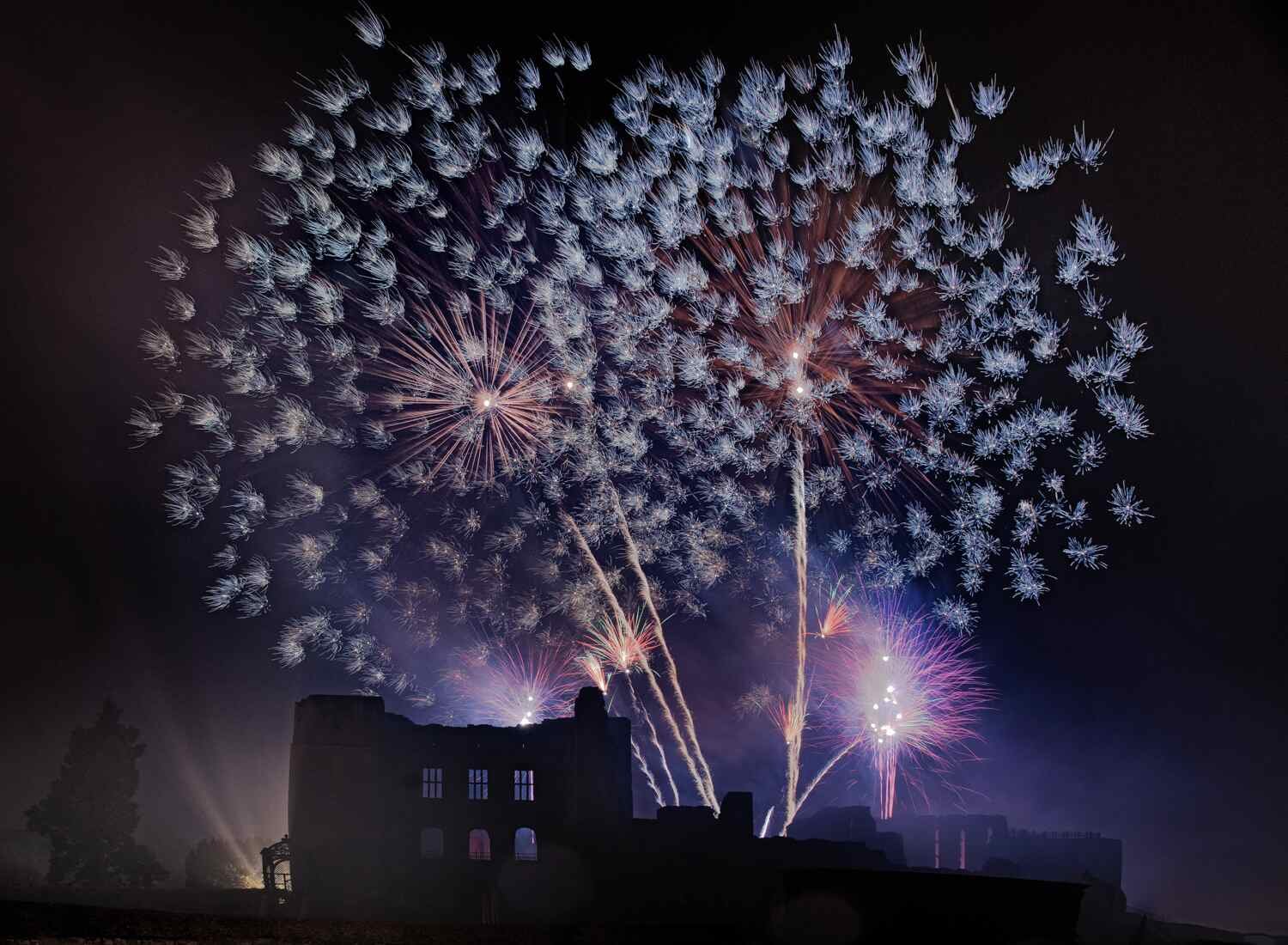 kenilworth Dandelions.jpg