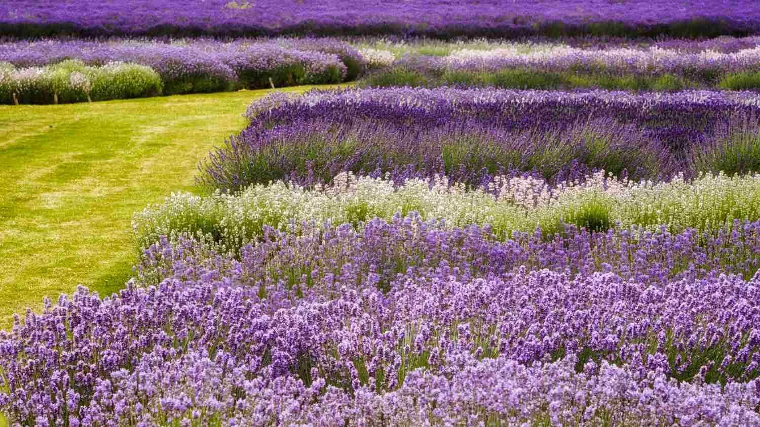 Lavender Field Photography Workshop
