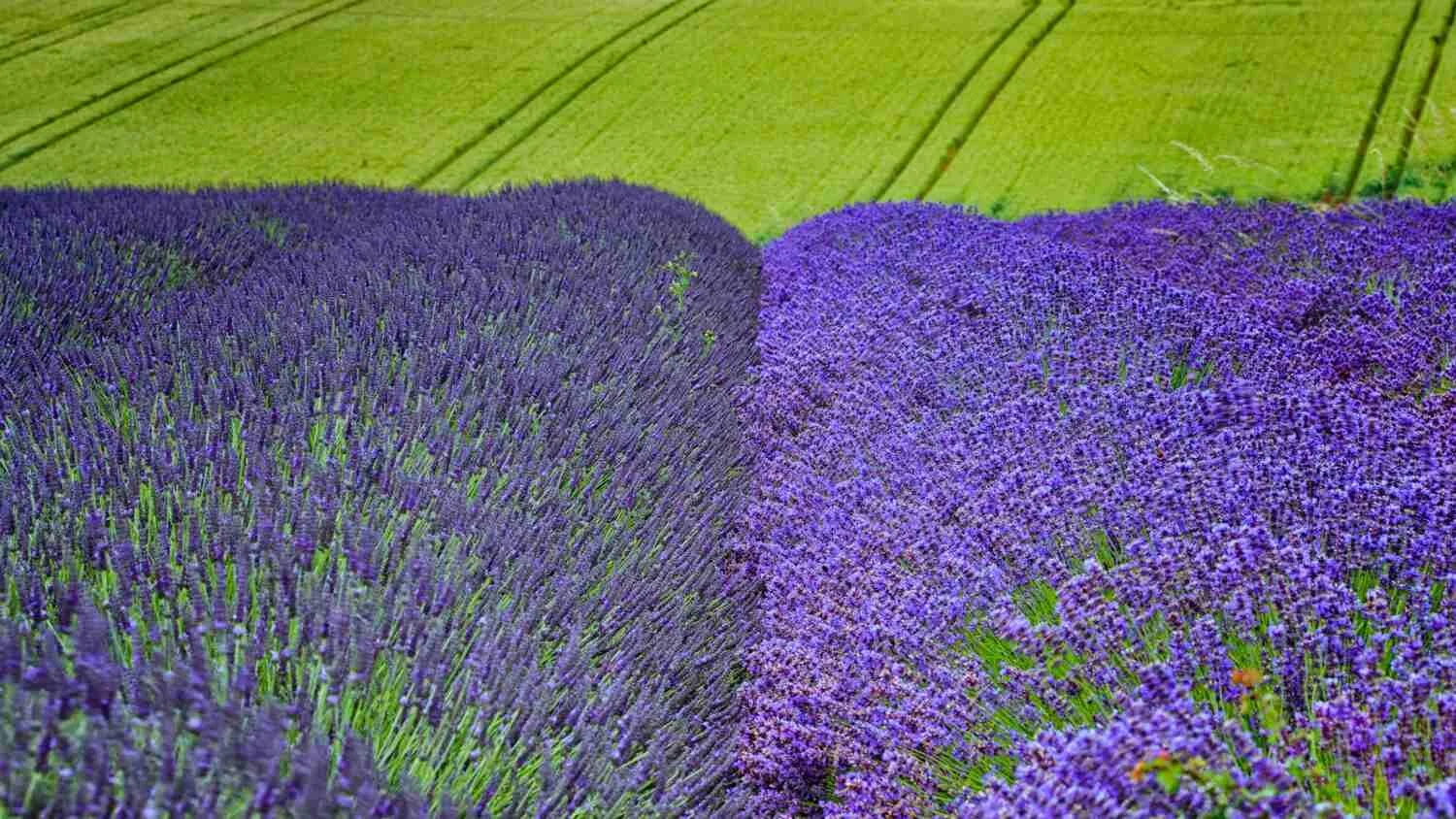 Lavender Field Photography Workshop