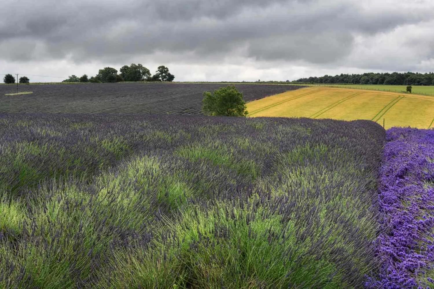 lavender contrasts.jpg