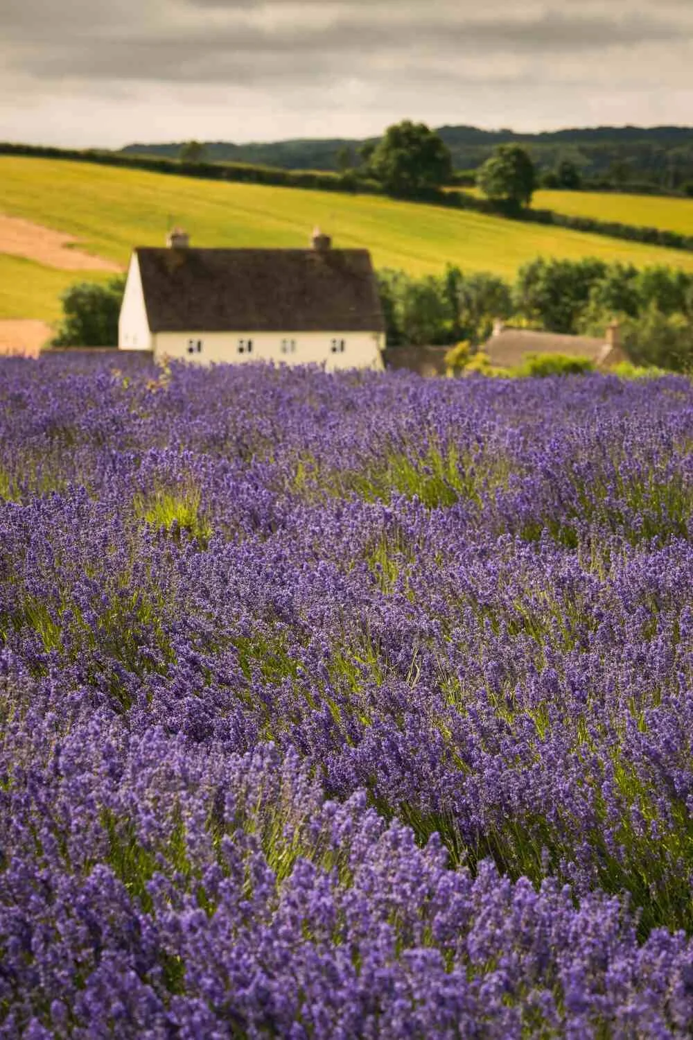 Lavender Field Photography Workshop