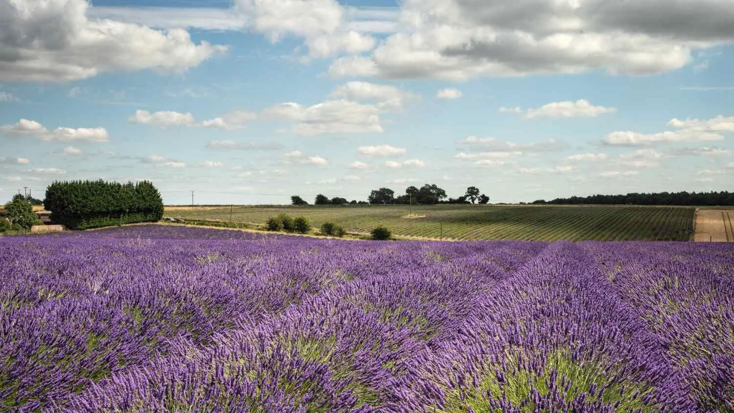 lavender rows.jpg