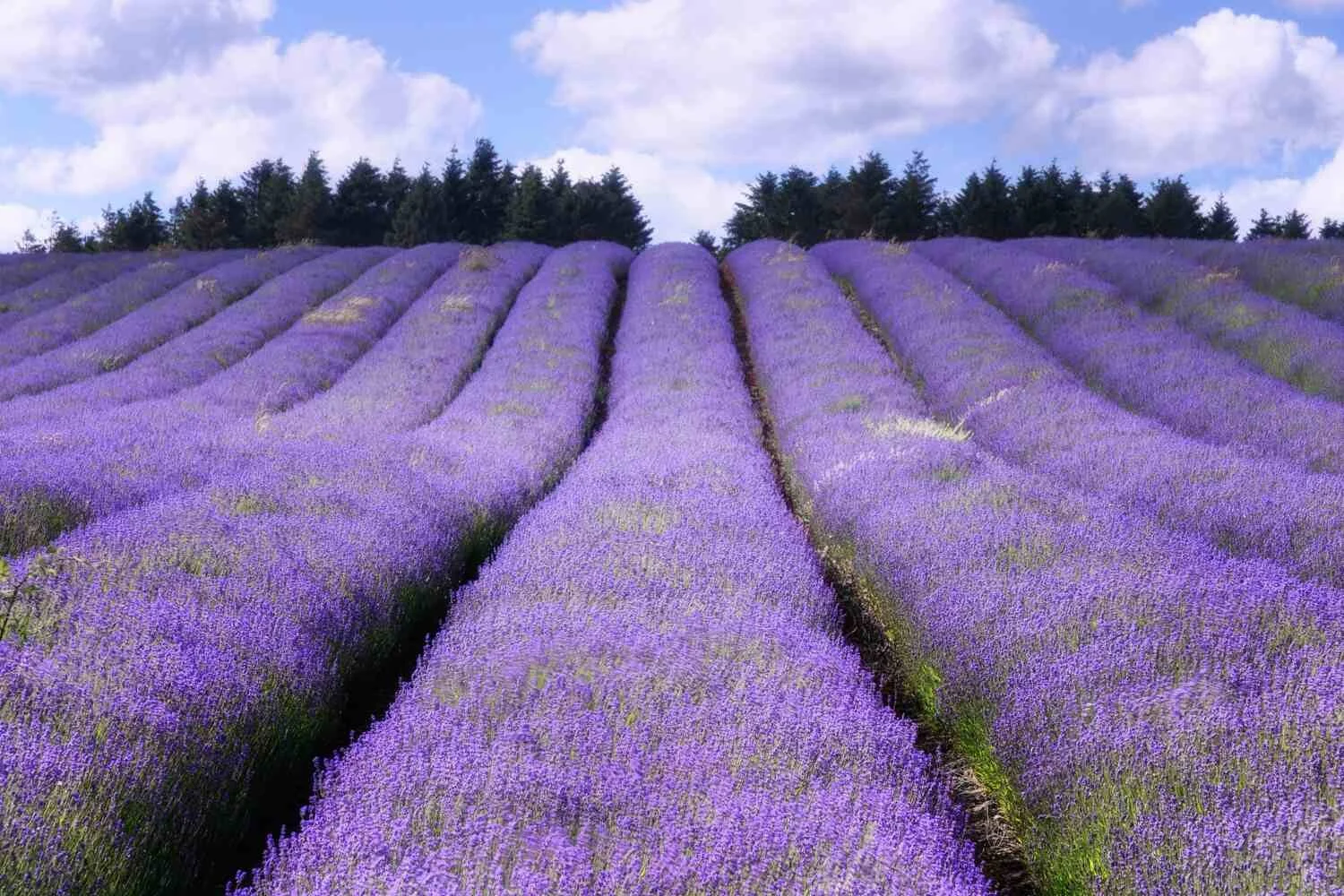 lavender slides.jpg