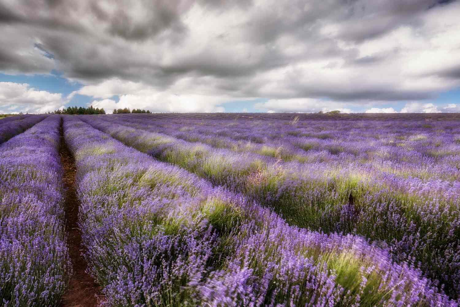 lavender drift.jpg