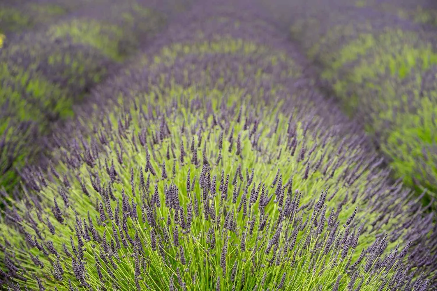 lavender spikes.jpg