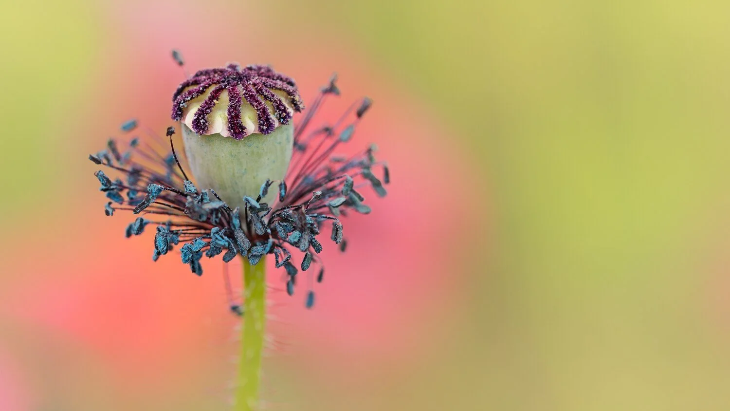 poppy fields photography workshop