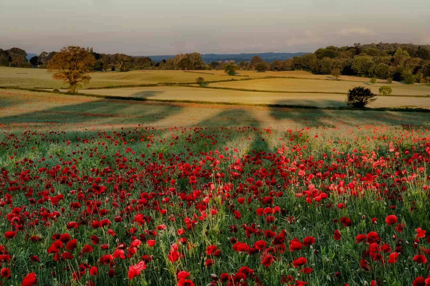 poppy fields photography workshop