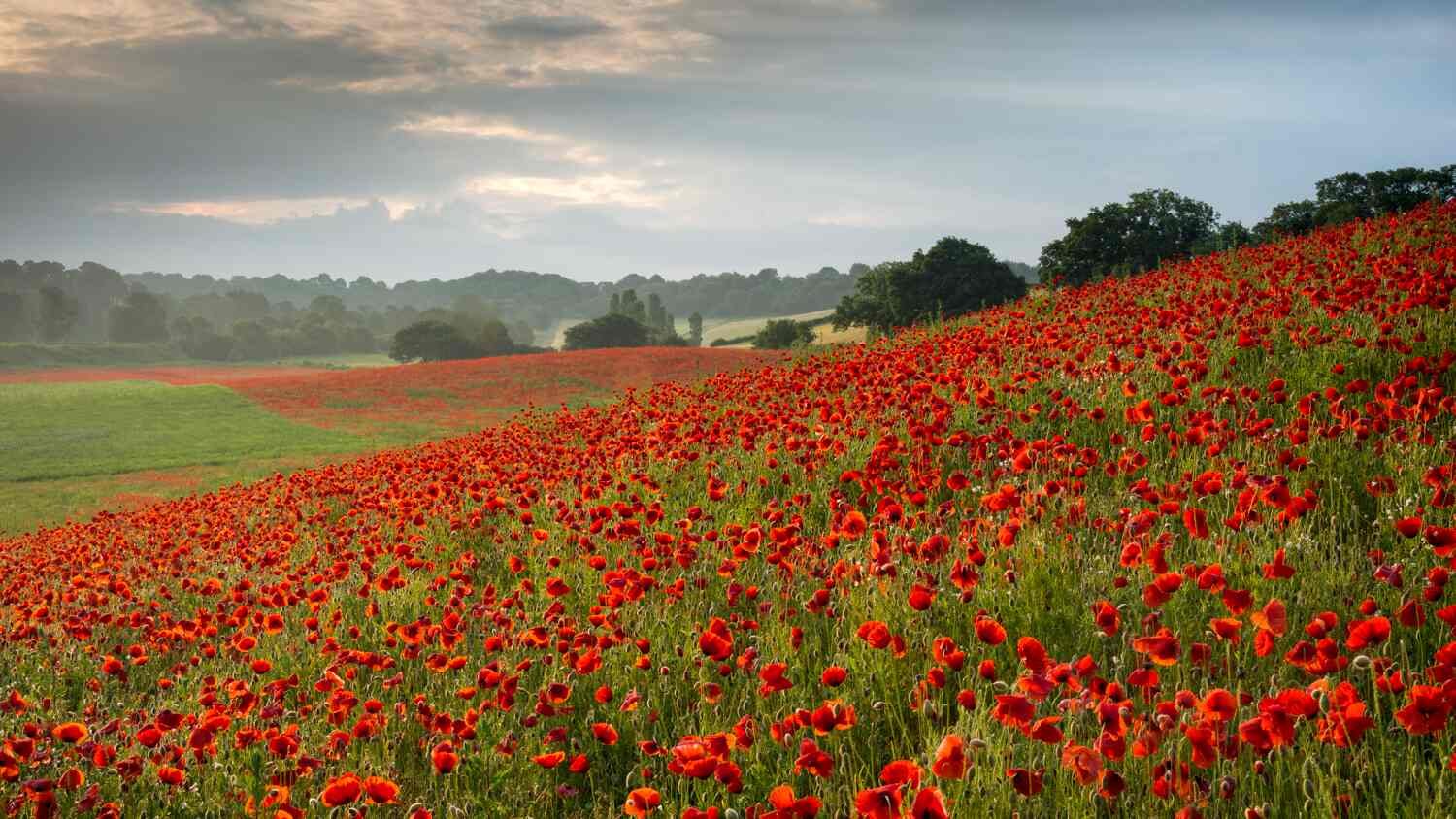 poppy fields photography workshop