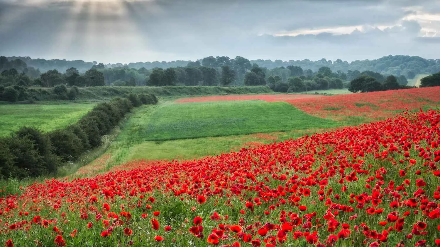 poppy fields photography workshop