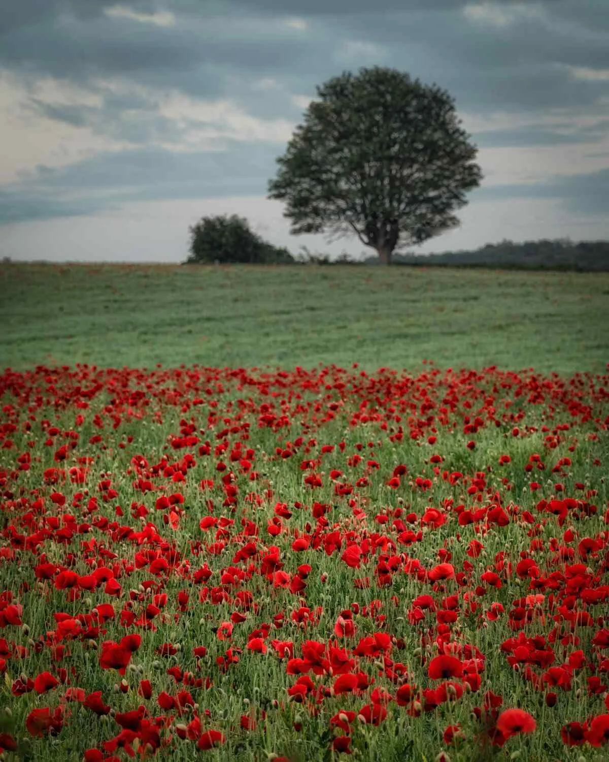 6-6-2019 Poppies 1.jpg