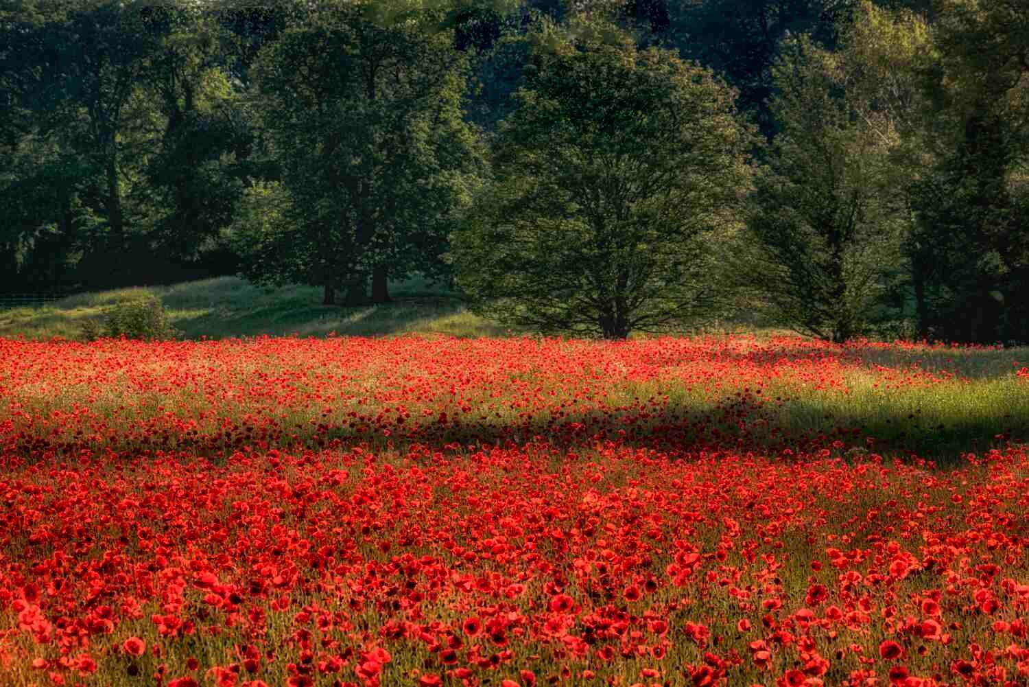 6-6-2019 Poppies 6.jpg