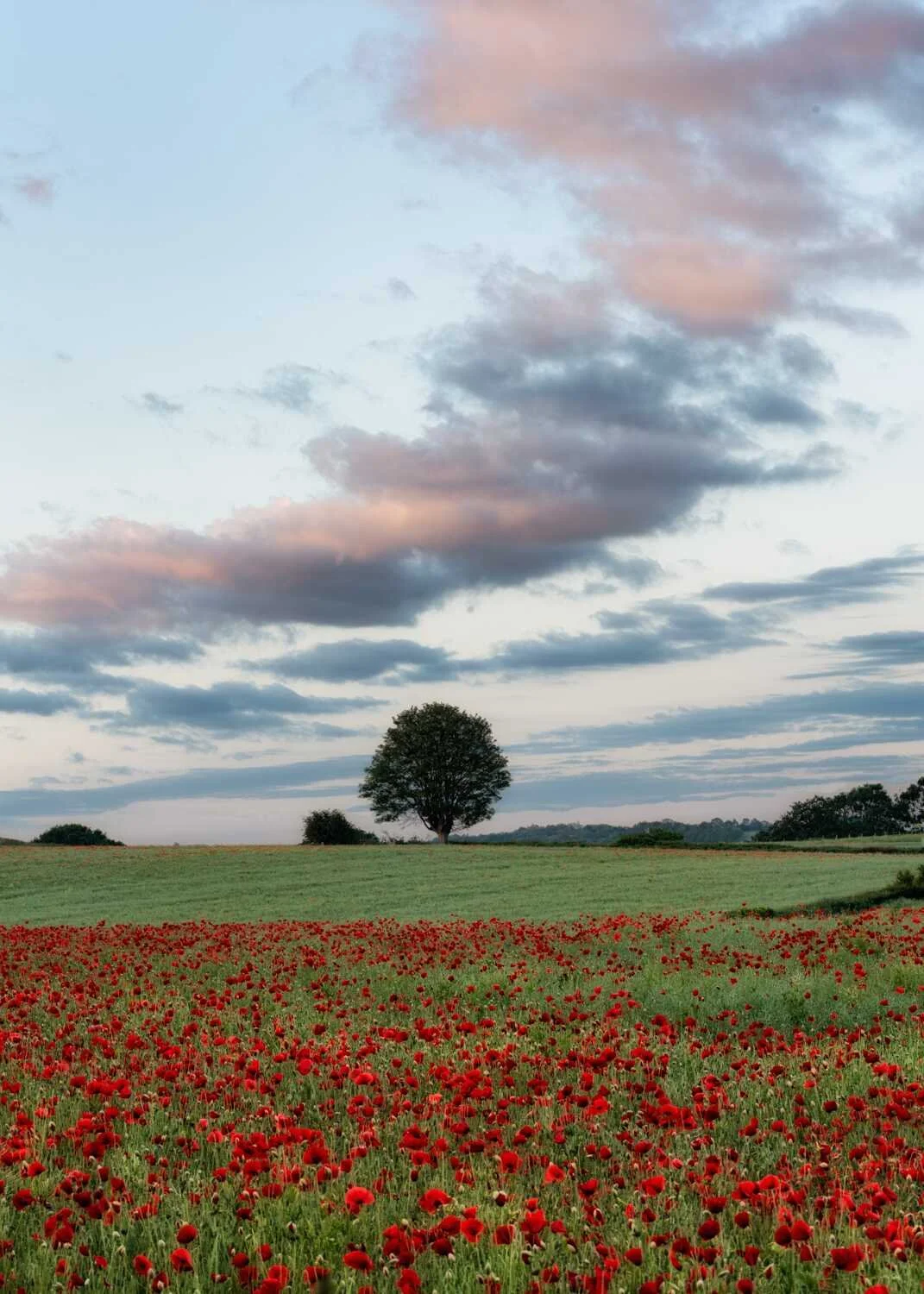 6-6-2019 Poppies 2.jpg