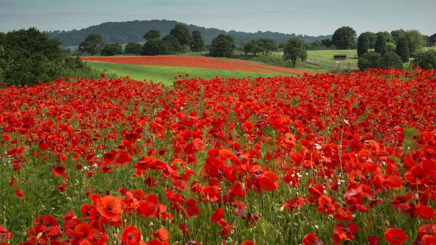 poppy flush.jpg