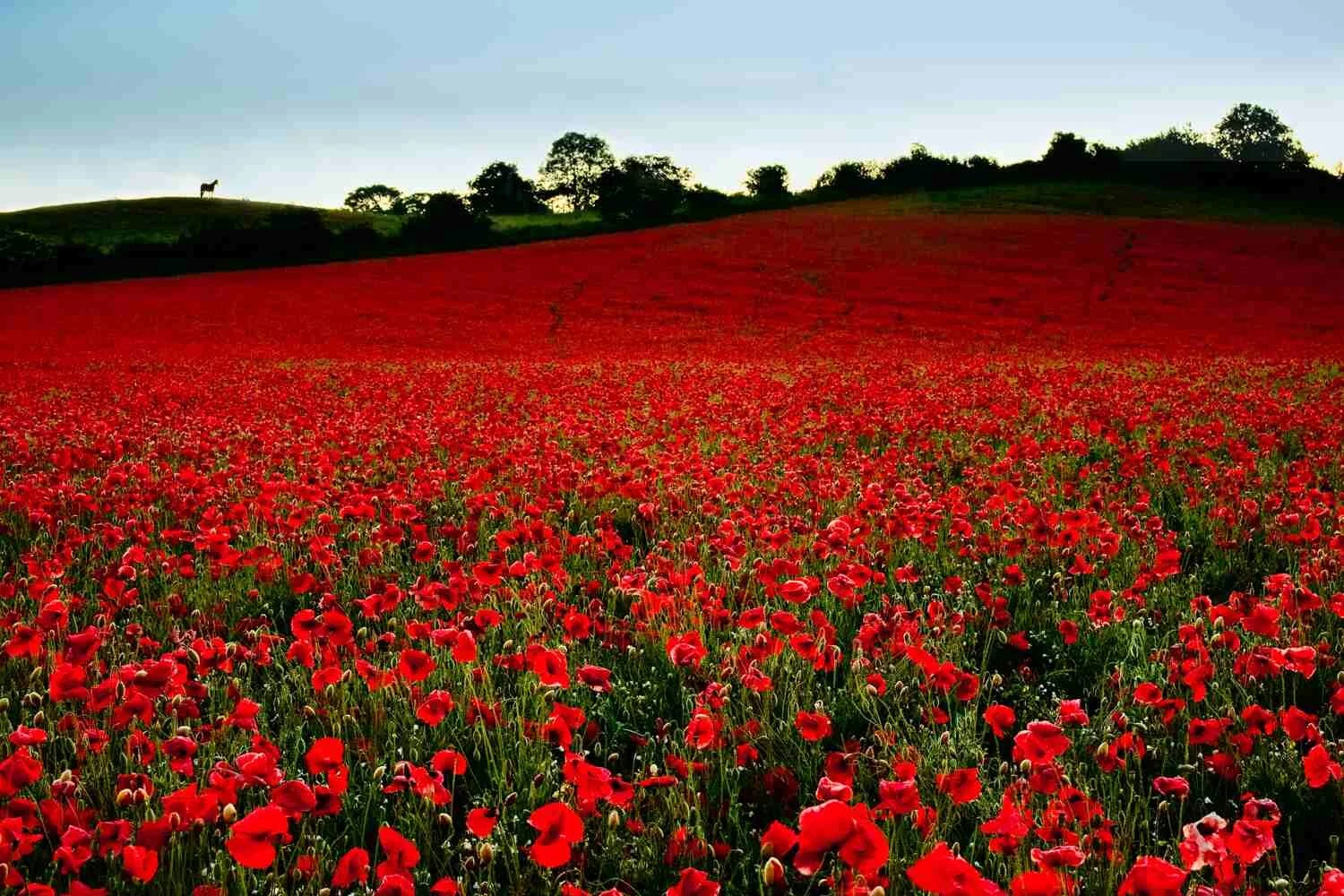sunrise poppies.jpg
