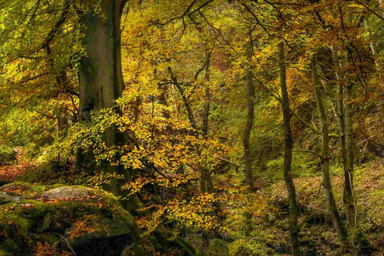 Padley Gorge - Oct 2020 - 005.jpg