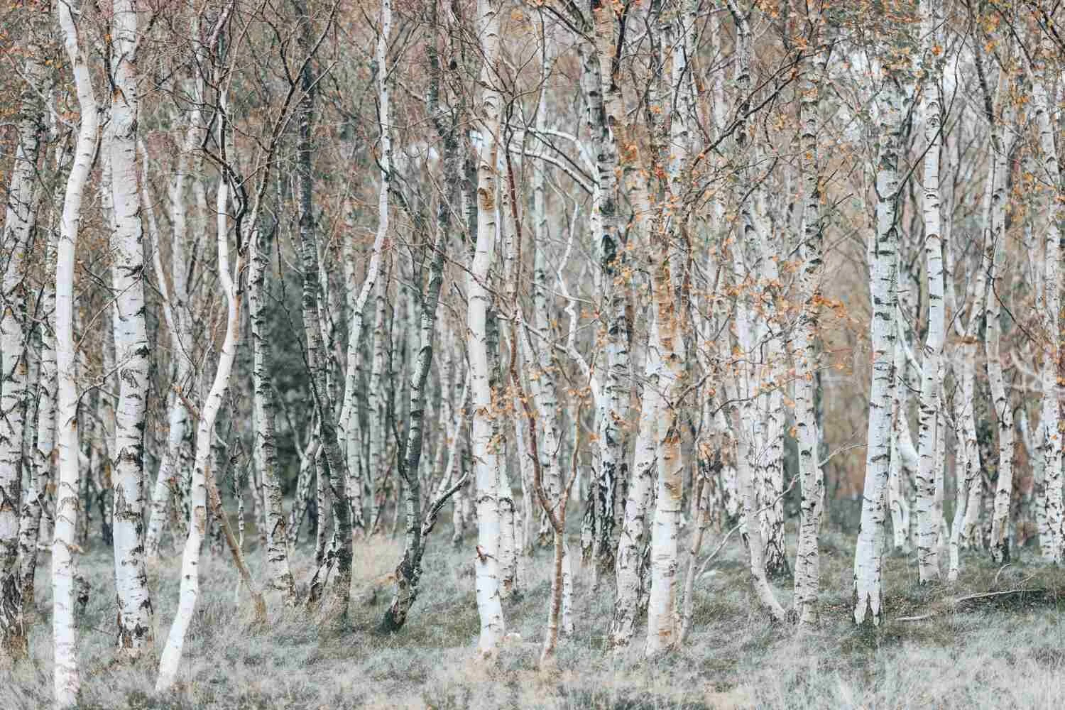 Peak District - Nov 2016.jpg