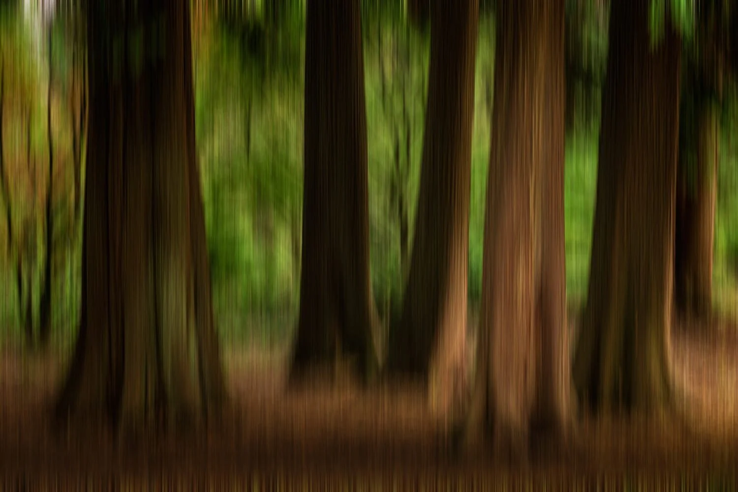 Batsford Arboretum Photography Workshops