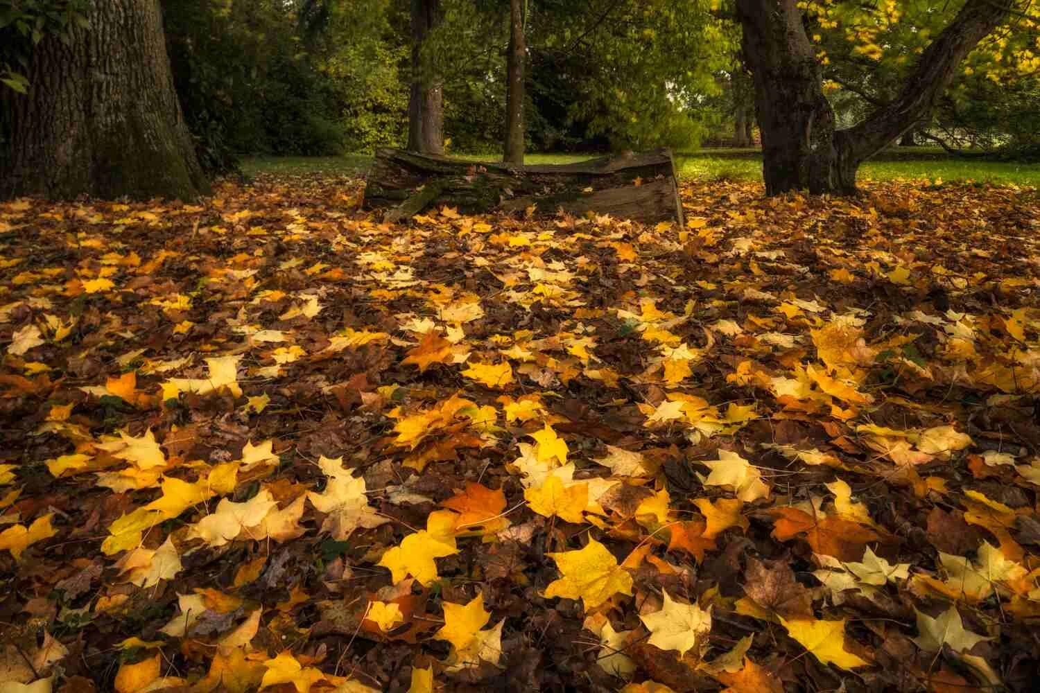 Batsford Arboretum Photography Workshops