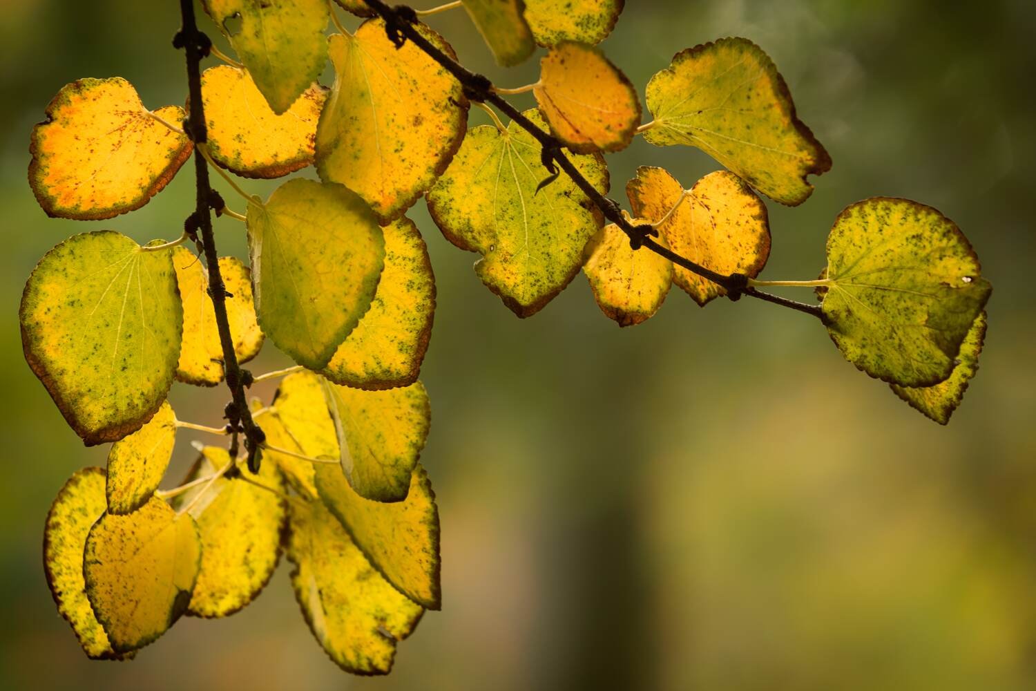 Batsford Arboretum Photography