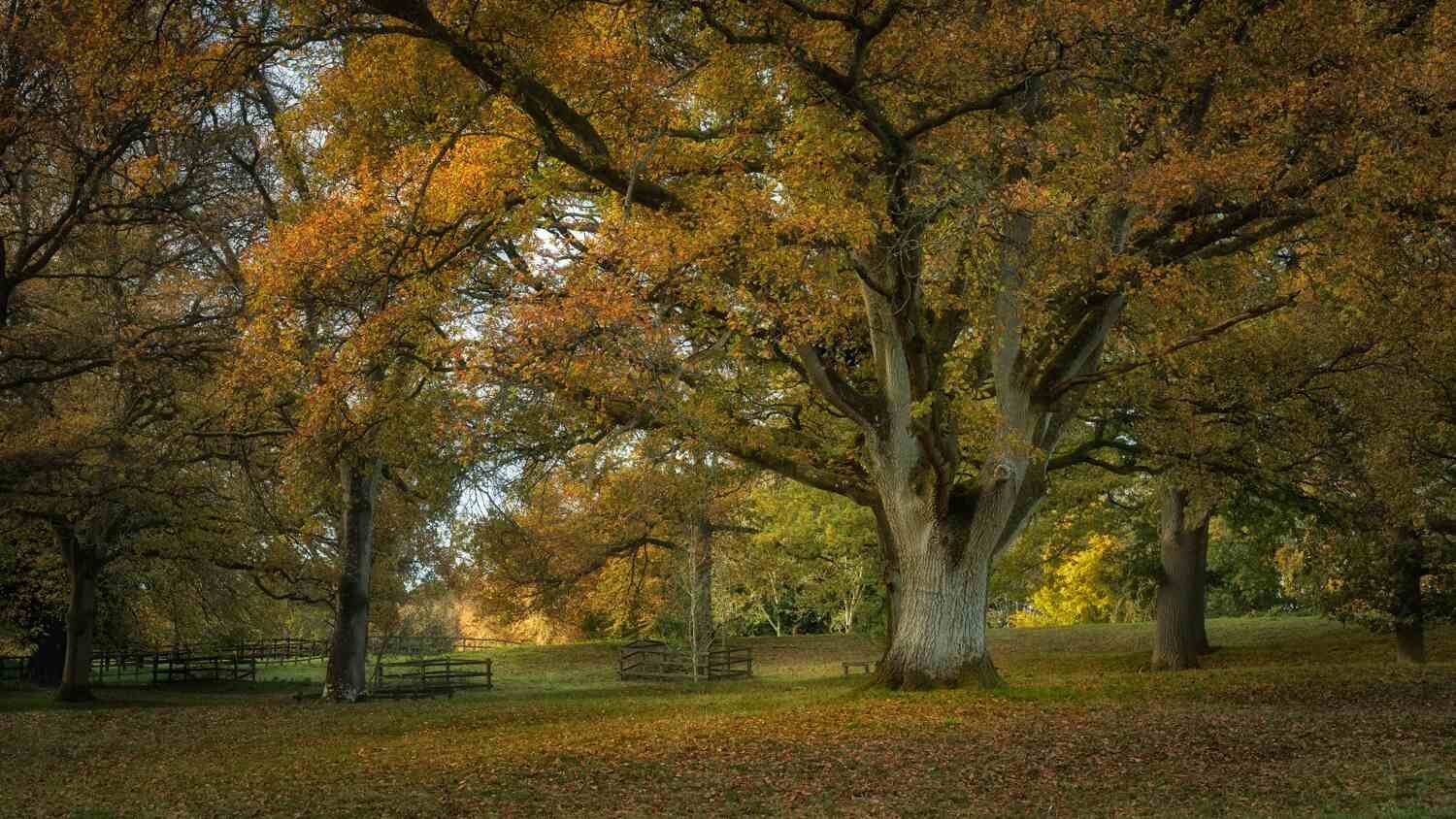 Batsford Autumn 3.jpg