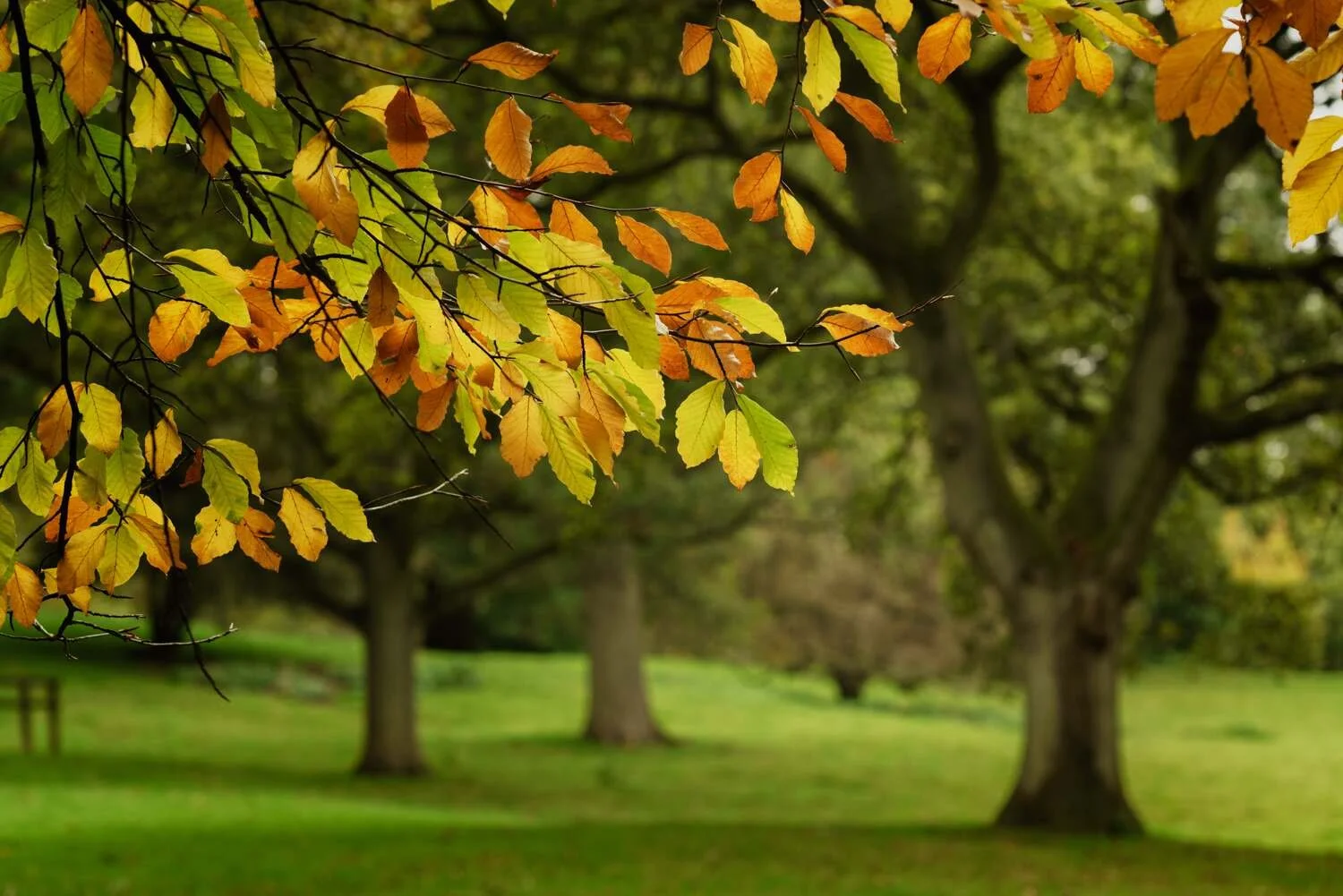 Batsford #17 - Oct 2021.jpg