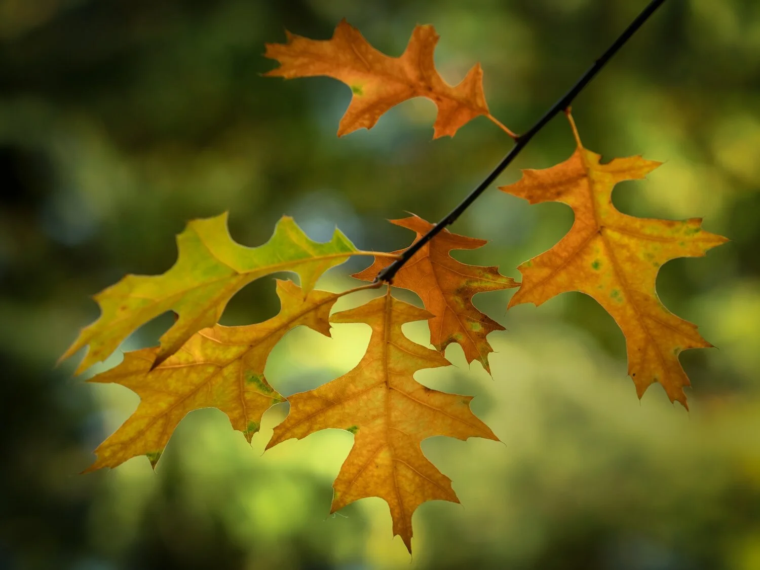 Batsford Arboretum Photography Workshops