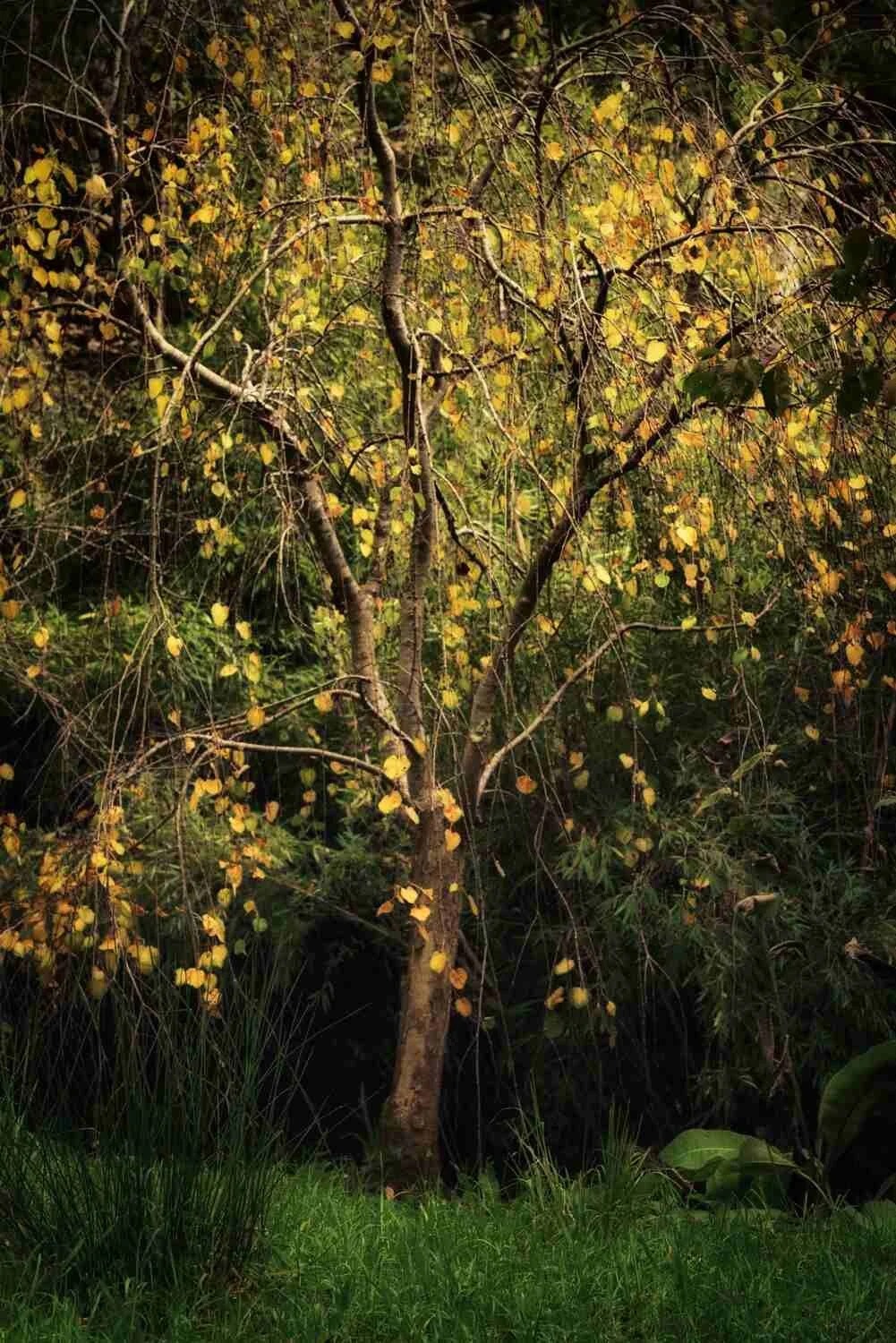 Batsford Arboretum Photography.jpg