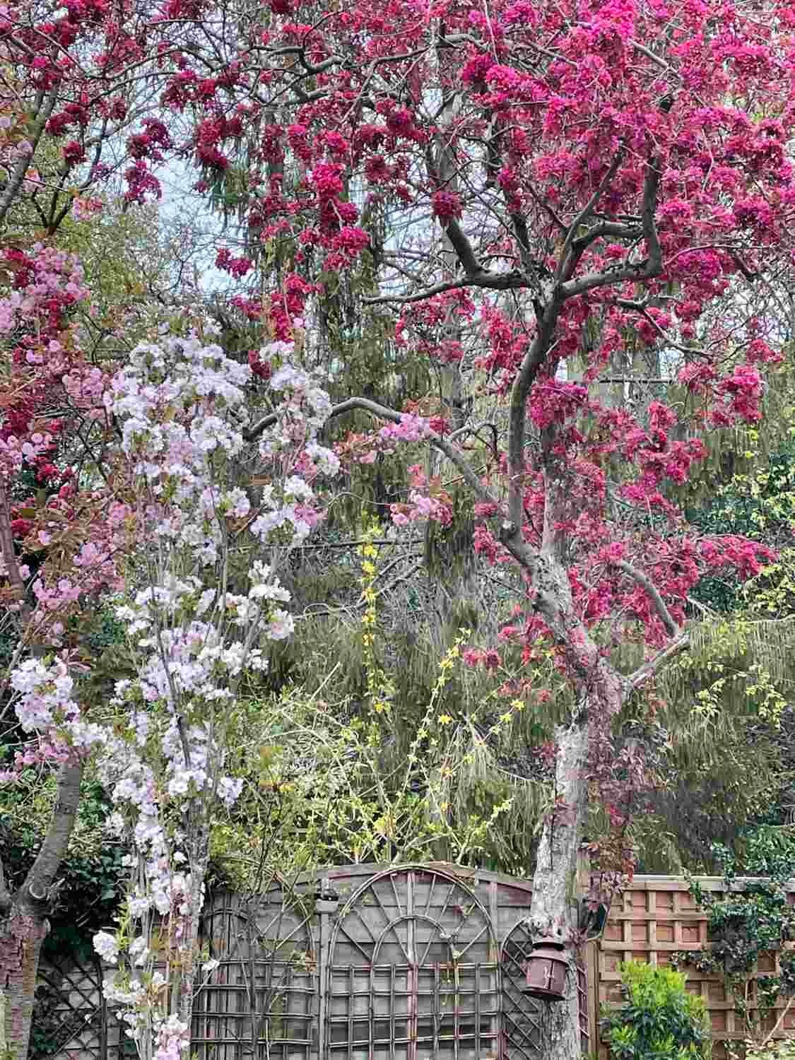 garden photography.jpg