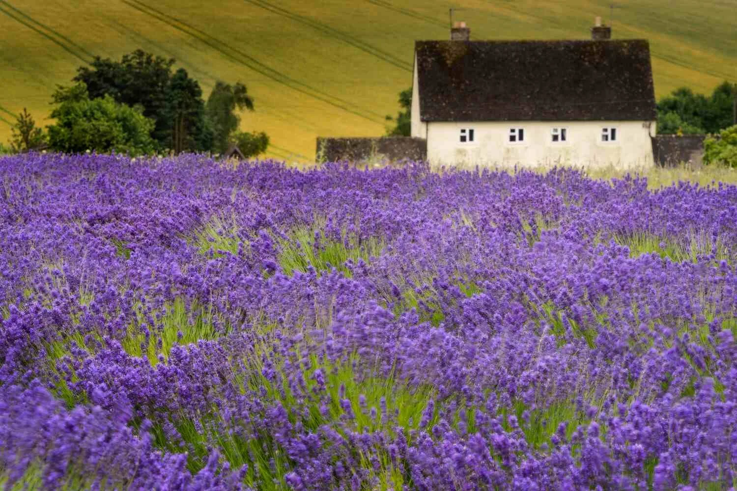 Lavender Field Photography Workshop.jpg