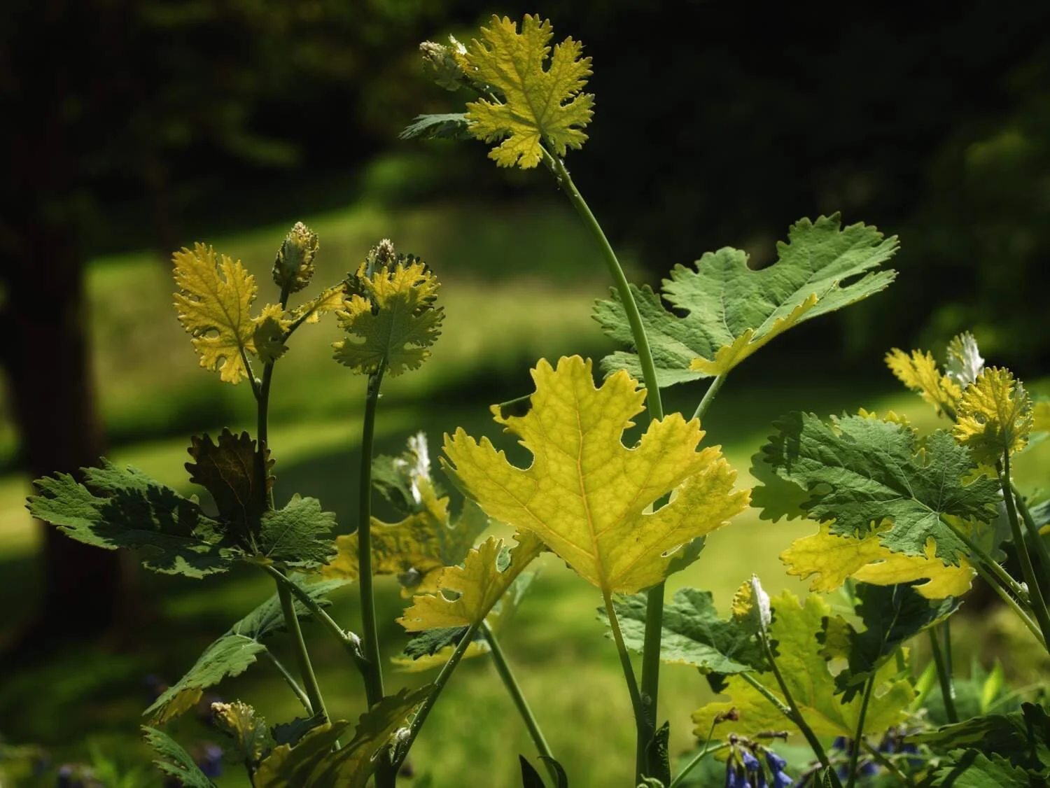 Sezincote Garden Photography Workshop.jpg